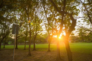 Doğa güzel yaz park ve günbatımı şehir doğal
