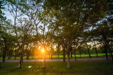 Doğa güzel yaz park ve günbatımı şehir doğal