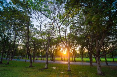 Doğa güzel yaz park ve günbatımı şehir doğal