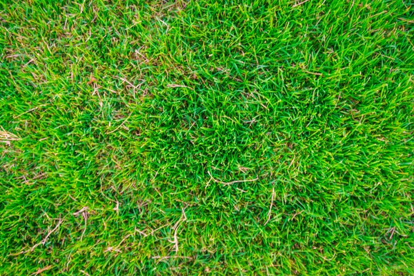 Green natural grass background — Stock Photo, Image