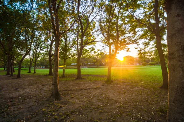 自然の美しい夏の公園と日没の都市自然 — ストック写真