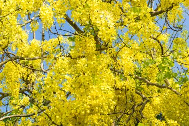 Thiland sarı çiçekler açar bahar mavi gökyüzü karşı