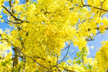 Cassia Fistül mavi gökyüzü karşı.