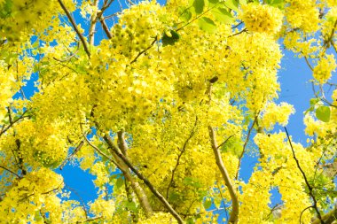 Cassia Fistül mavi gökyüzü karşı.