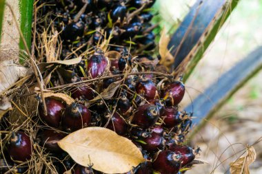 Palmiye meyve ağacı tropikal bitki.