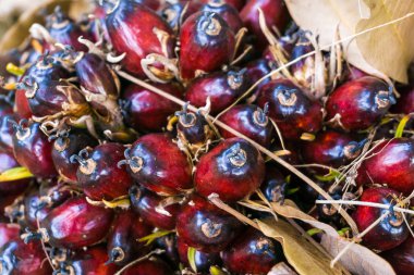 Tropikal bitki bio dizel üretim ve gıda için Palm yağı