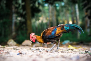 Gamecocks doğa Okulu