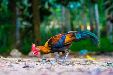 Güzel doğa arka plan rengine horoz.