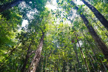 Tropikal yağmur ormanları manzara arka plan yeşil ağaç