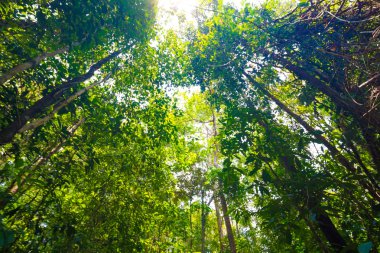 Tropikal yağmur ormanları manzara arka plan yeşil ağaç