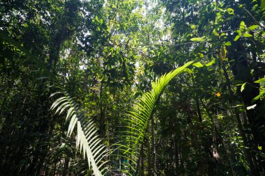Tropikal yağmur ormanları manzara arka plan yeşil ağaç