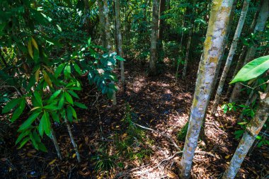 Tropikal yağmur ormanları manzara arka plan yeşil ağaç
