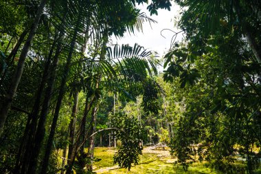 Tropikal yağmur ormanları manzara arka plan yeşil ağaç