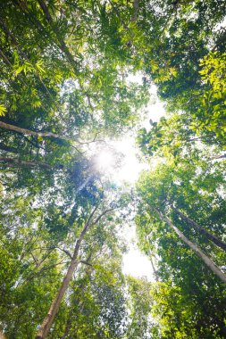 Tropikal yağmur ormanları manzara arka plan yeşil ağaç