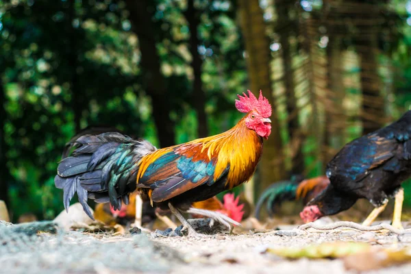 Escuela Gamecocks Naturaleza Enfoque Selectivo Gallo — Foto de Stock