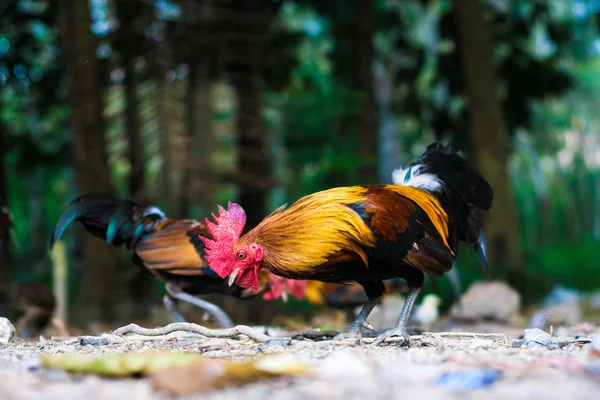 Hermoso color Gallo en el fondo de la naturaleza . — Foto de Stock