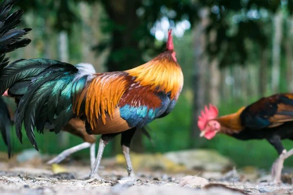 Kolorowe koguta w tradycji lokalnej wioski na tył zielony natura — Zdjęcie stockowe