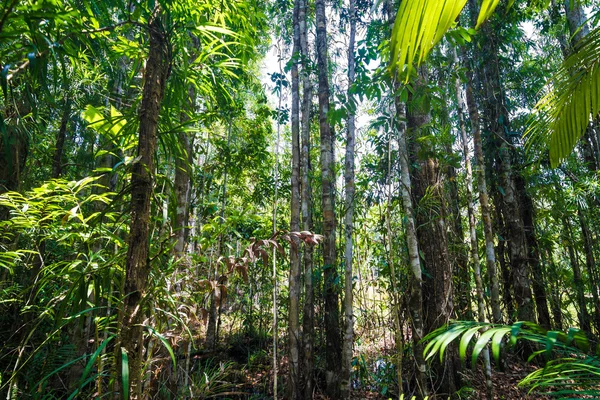 Verde fitta giungla selvaggia foresta tropicale paesaggio — Foto Stock