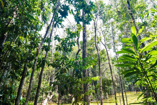 Bosque lluvioso tropical Paisaje fondo árbol verde —  Fotos de Stock