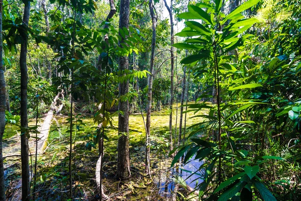 Verde densa selva salvaje bosque tropical paisaje —  Fotos de Stock