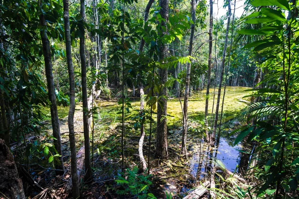 Verde densa selva salvaje bosque tropical paisaje —  Fotos de Stock