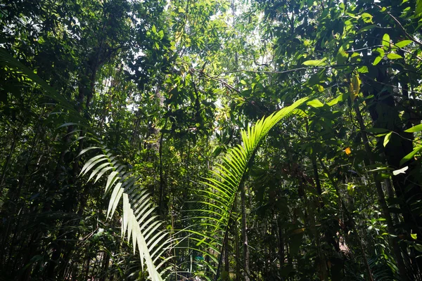 Bosque lluvioso tropical Paisaje fondo árbol verde —  Fotos de Stock