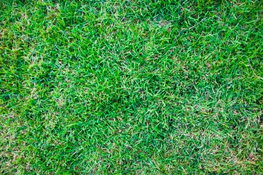 Taze bahar yeşil çim doku arka plan görüntü