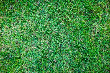 Yeşil çim doğal arka plan dokusu'nın bahçesinde.