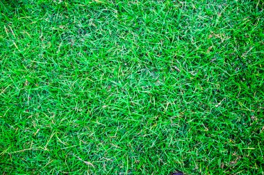 Taze bahar yeşil çim doku arka plan görüntü