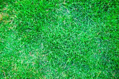 Taze bahar yeşil çim doku arka plan görüntü