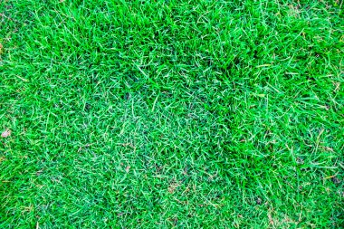 Taze bahar yeşil çim doku arka plan görüntü