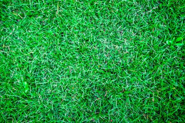 Taze bahar yeşil çim doku arka plan görüntü
