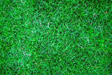 Yeşil çim doğal arka plan dokusu'nın bahçesinde.