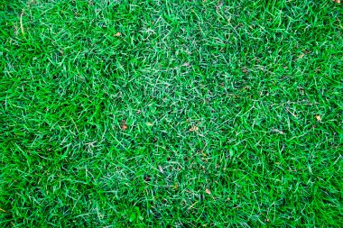 Taze bahar yeşil çim doku arka plan görüntü