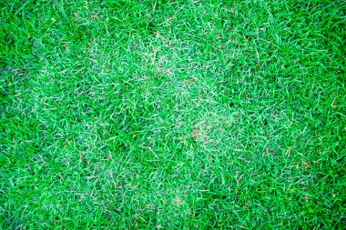 Yeşil çim doğal arka plan dokusu'nın bahçesinde.