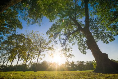 Merkezi kamuoyunda yeşil çim ağacıyla park özgürlük zamanında bile