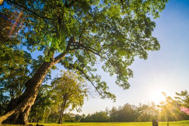 Akşam, Bangkok, Tayland Merkez Parkı özgürlük zamanında yeşil çim ağaç