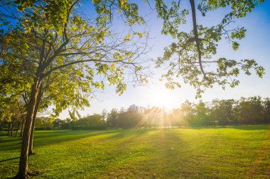 Merkezi kamuoyunda yeşil çim ağacıyla park özgürlük zamanında bile
