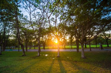 Merkezi kamuoyunda yeşil çim ağacıyla park özgürlük zamanında bile