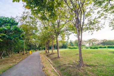 Yol ve ağaç üzerinde güzel yeşil Şehir Parkı