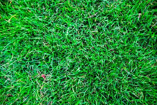 Zielona trawa tło naturalne tekstury na trawniku. — Zdjęcie stockowe
