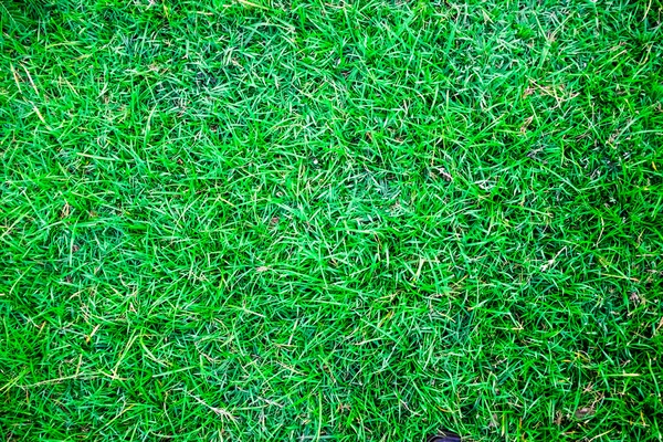 Obrázek z čerstvé jarní zelené trávě textury pozadí — Stock fotografie