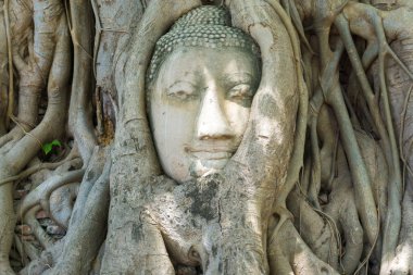 Kökleri Wat Mahathat Tapınağı, Ayutthaya, Tayland Buda heykeli ağacında başkanı kapsadığı