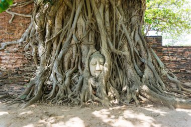 Kökleri Wat Mahathat Tapınağı, Ayutthaya, Tayland Buda heykeli ağacında başkanı kapsadığı