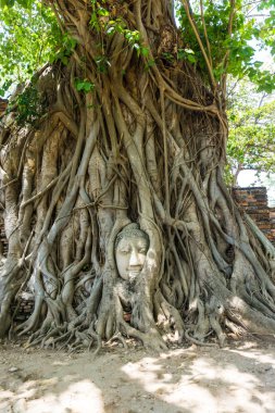 Kökleri Wat Mahathat Tapınağı, Ayutthaya, Tayland Buda heykeli ağacında başkanı kapsadığı