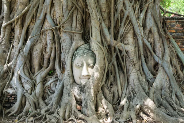 Cabeza de estatua de Buda en el árbol cubierto de raíces en Wat Mahath — Foto de Stock