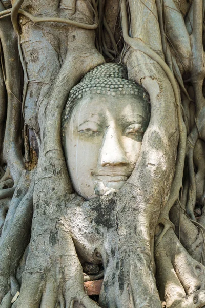 Kopf Der Buddha Statue Baum Mit Wurzeln Wat Mahathat Tempel — Stockfoto