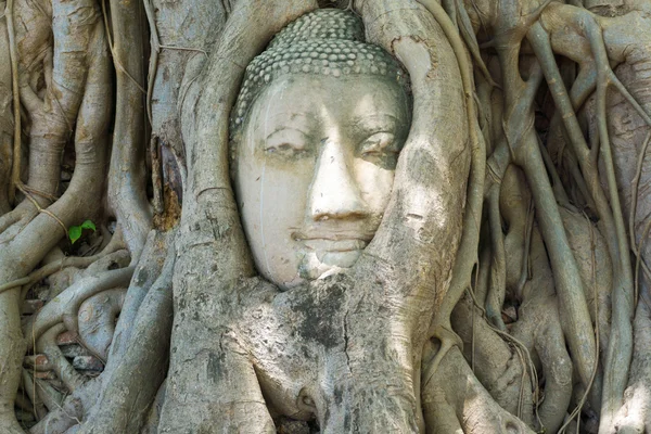 Cabeza Estatua Buda Árbol Cubierto Raíces Templo Wat Mahathat Ayutthaya — Foto de Stock