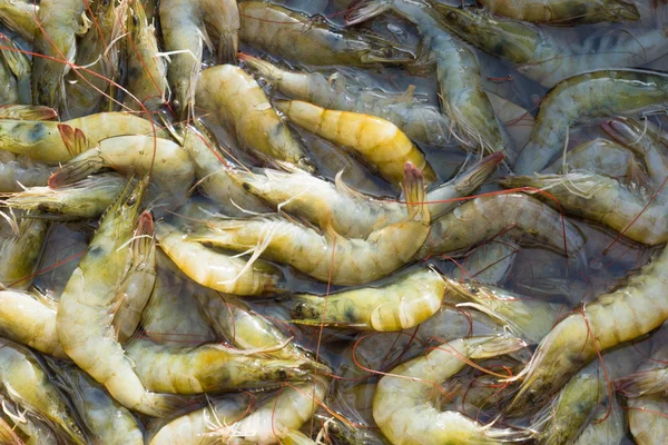 Frische Garnelen auf dem Fischmarkt am Morgen — Stockfoto