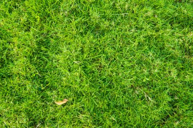 Yeşil doğal arka plan doku Filistinliyi nesnesi